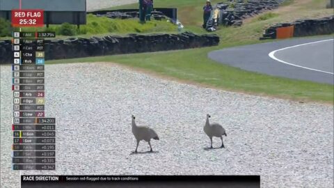 Moto2 Australie P2 : Mais qui sont ces drôles d'oiseaux ? Drapeaux rouges obligatoires !