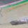 Alex Marquez Japon