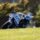 Alex Marquez Australie