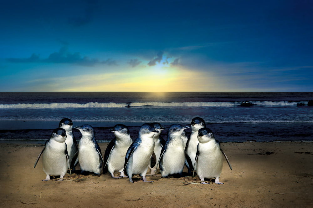 Phillip Island : Une Météo pour les pingouins
